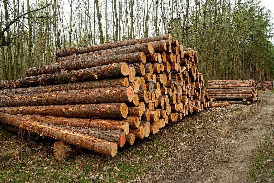 ما هي مصادر الخشب؟