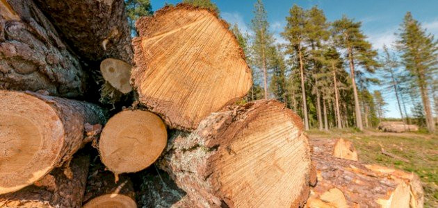 ما هو الخشب السويد؟